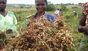 Groundnut farming in Nigeria: Beginners Guide