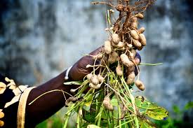 Nigeria: Boosting Groundnut Production Through CBN’s Anchor Borrower Programme